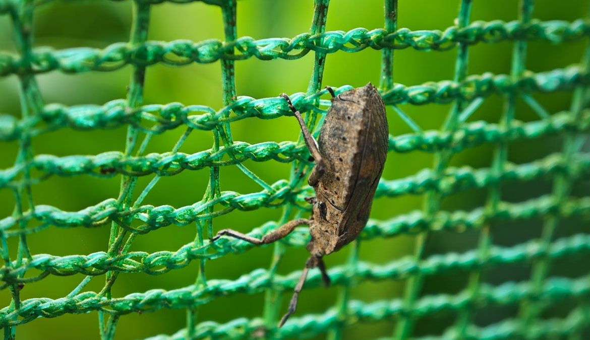 A detailed shot of a brown insect climbing green netting, surrounded by nature.